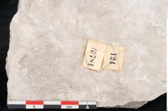 Foto (Detailansicht) von Dictyopteris brongniarti Gutb. (NHMW-GEO-2024-0188-10781)